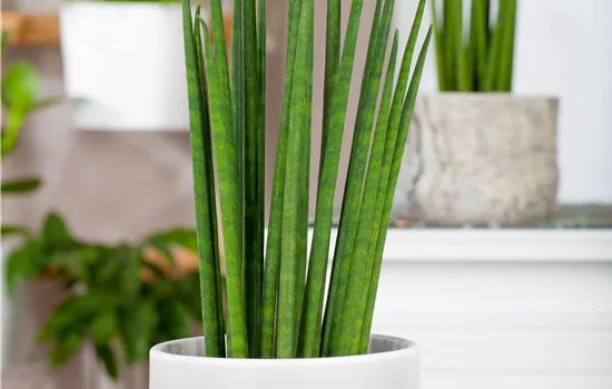 Sansevieria cylindrica 'Fernwood Mikado'