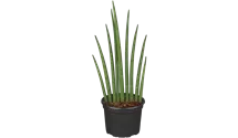 Bogenhanf Mikado