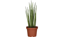 Bogenhanf Mikado