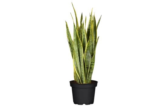 Sansevieria trifasciata var. laurentii