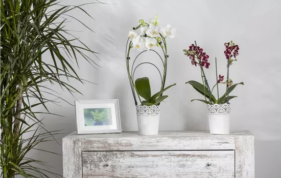 Phalaenopsis