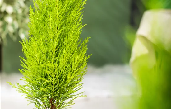 Cupressus macrocarpa 'Wilma'