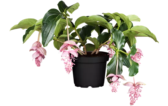 Medinilla magnifica ´Pinatubo´