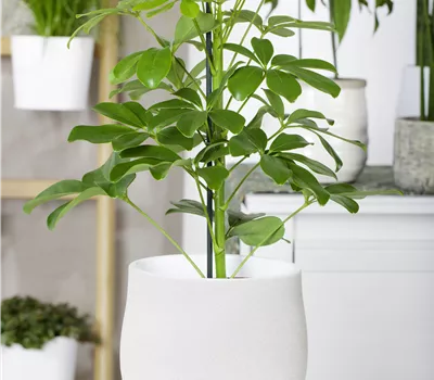 Schefflera arboricola 'Nora'