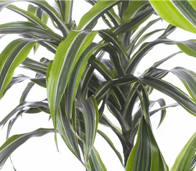Dracaena fragrans 'Lemon Lime'
