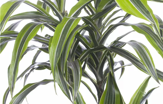 Dracaena fragrans 'Lemon Lime'