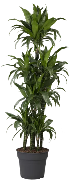 Dracaena fragrans 'Compacta'