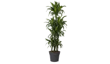 Drachenbaum