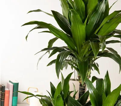 Dracaena fragrans 'Compacta'
