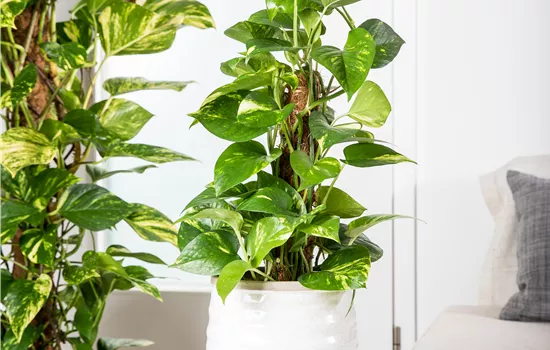 Epipremnum pinnatum