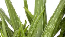 is aloe vera good for low porosity hair Conditioner for Low Porosity Hair​ main image 0