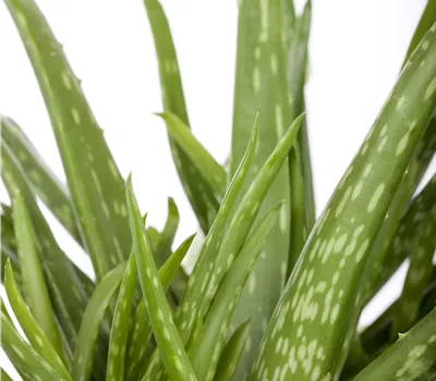 Aloe vera barbadensis Miller