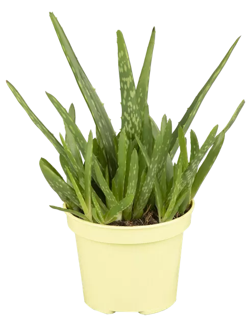 Aloe vera barbadensis Miller