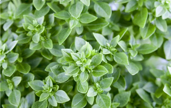Ocimum basilicum var.
