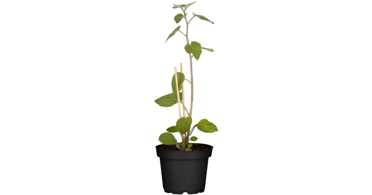 Physalis peruviana