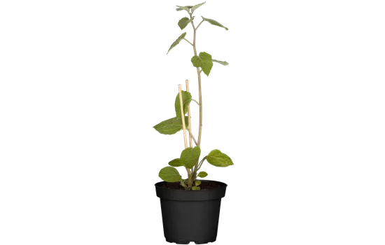 Physalis peruviana