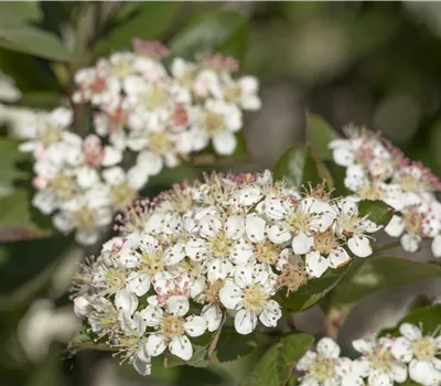 Aronia melanocarpa