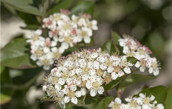 Aronia melanocarpa