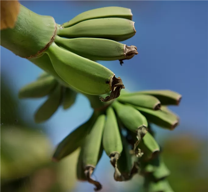 Musa basjoo