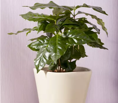 Coffea arabica