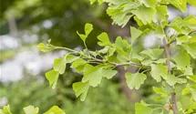 Bio-Ginkgo