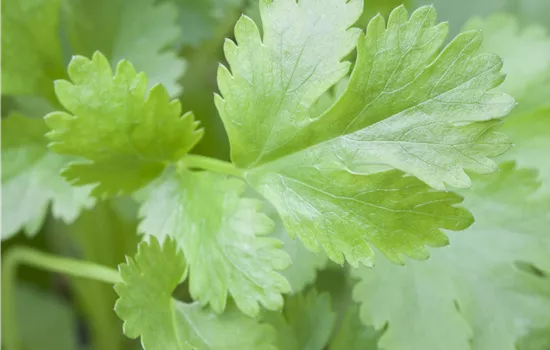 Coriandrum sativum