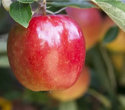 Malus domestica 'Braeburn'