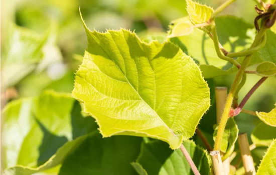 Actinidia deliciosa 'Jenny'