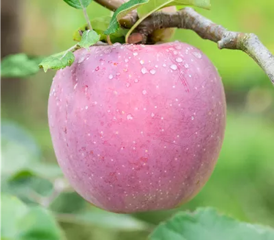 Malus domestica 'Florina'