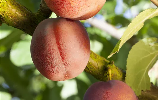 Prunus armeniaca 'Ungarische Beste'
