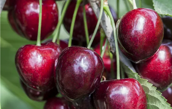 Prunus avium 'Kordia'®