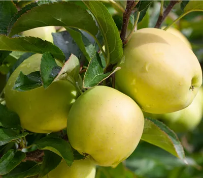 Malus domestica 'Golden Delicious'
