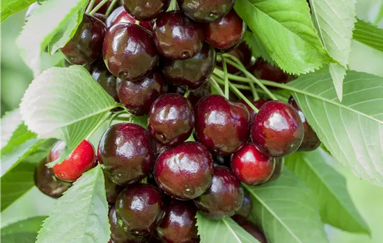 Prunus avium 'Lapins'