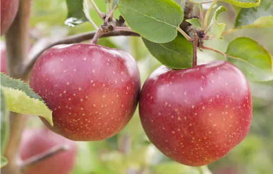 Malus domestica 'Jonagold'