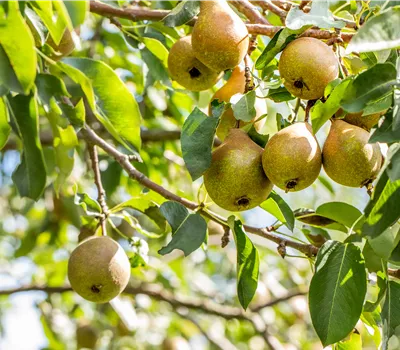 Pyrus communis 'Gute Luise'