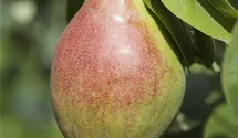 Birne 'Clapps Liebling'