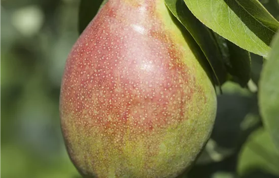 Pyrus communis 'Clapps Liebling'
