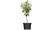 Birne 'Clapps Liebling'