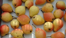 Birne 'Clapps Liebling'