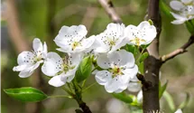 Birne 'Clapps Liebling'