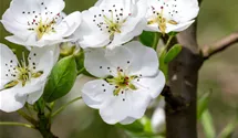 Birne 'Clapps Liebling'