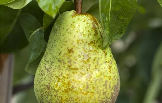 Pyrus communis 'Williams Christ'