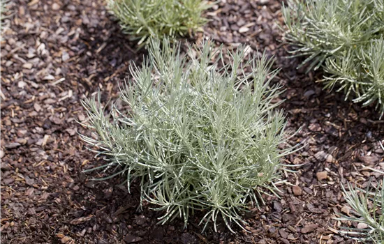 Helichrysum italicum 'Tall'