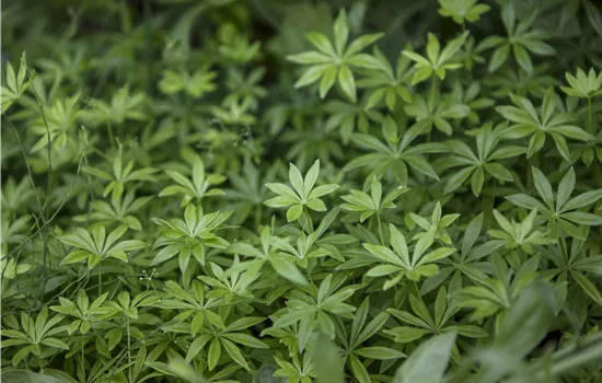 Galium odoratum