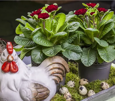 Primula vulgaris BELARINA 'Valentine'