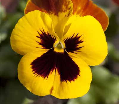 Viola x wittrockiana