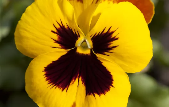Viola x wittrockiana