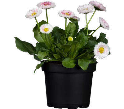 Bellis perennis