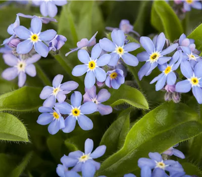 Myosotis sylvatica