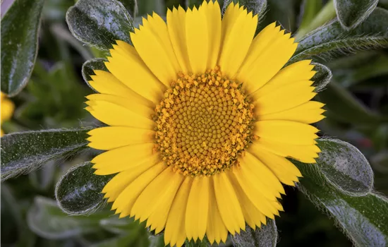 Asteriscus